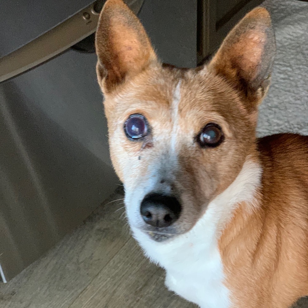 Meet your Posher, Sandy